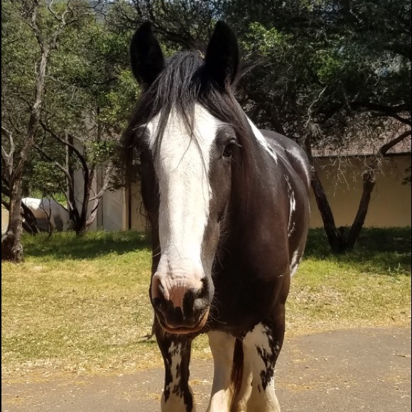 ETRO Printed Midi Dress, Large - Picture 6 of 6